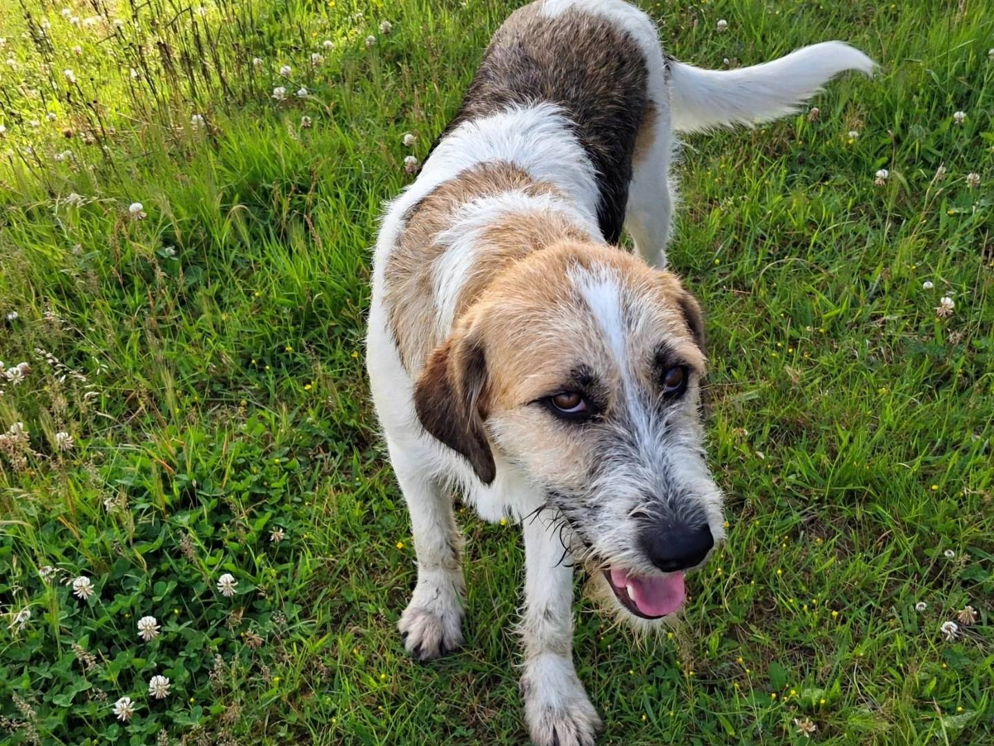 Adotta un cane, taglia media, femmina, Foggia