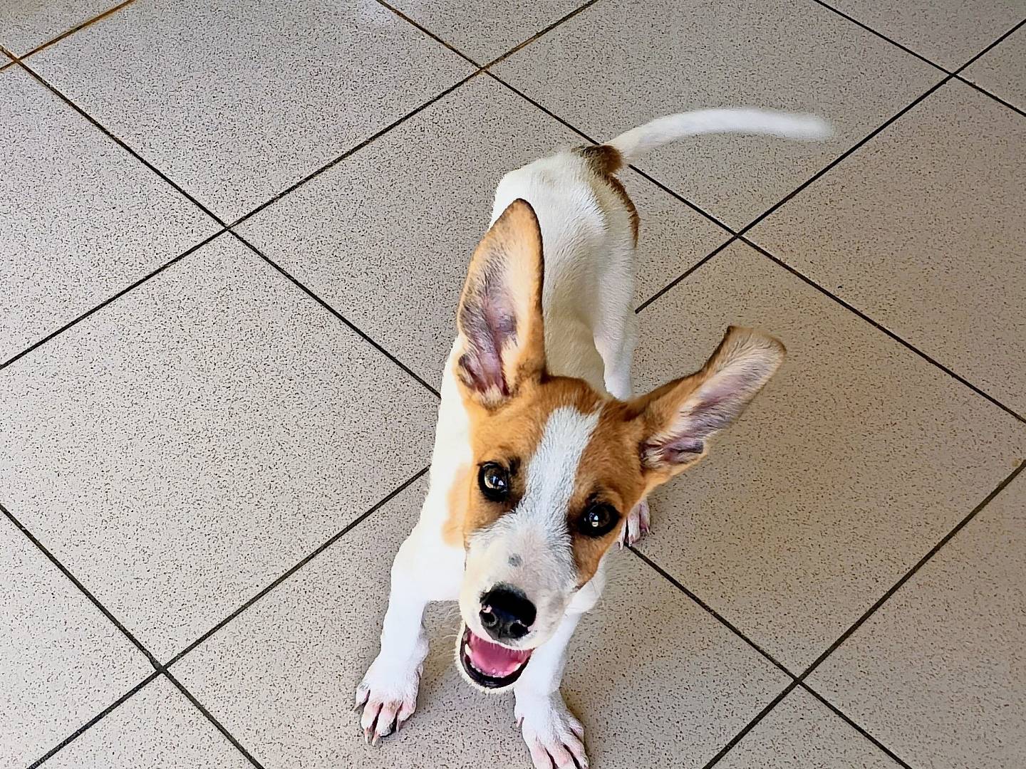 Vuoi adottare un cane a Potenza?