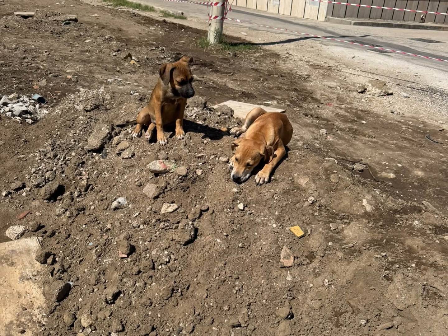 Foto 1 dell'animale