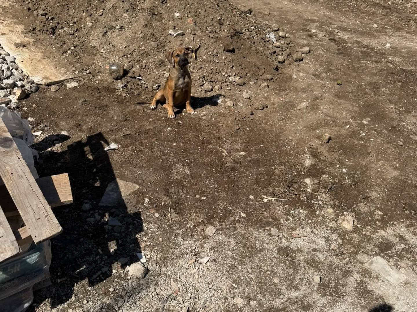 Adotta un cane, maschio, 3 mesi, Caserta