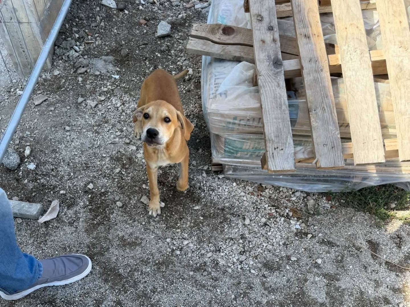 Adotta un cane, taglia media, maschio, Caserta