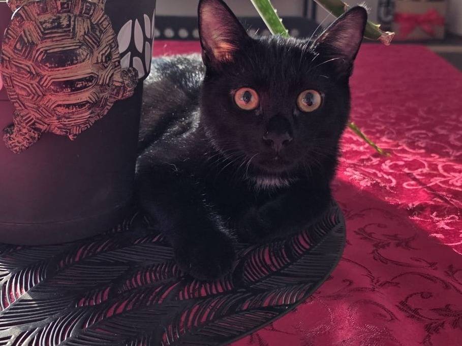 Adozione gatto, maschio, Razza sconosciuta Razza sconosciuta, 6 mesi, taglia non valida, Novara