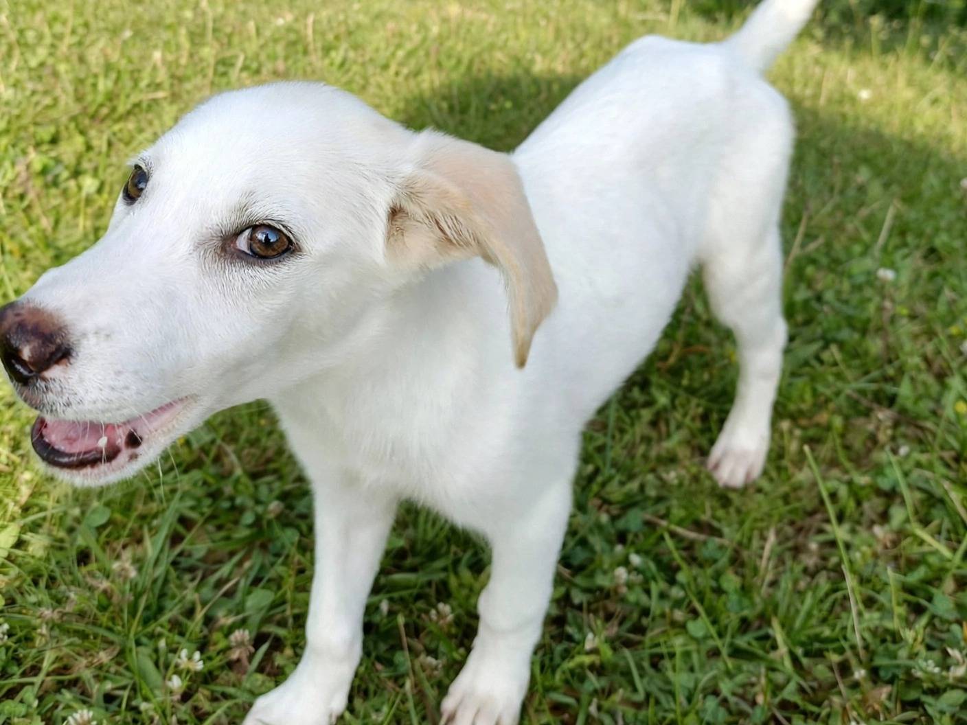 Adozione cane, femmina, Razza sconosciuta Razza sconosciuta, 4 mesi, taglia media, Potenza
