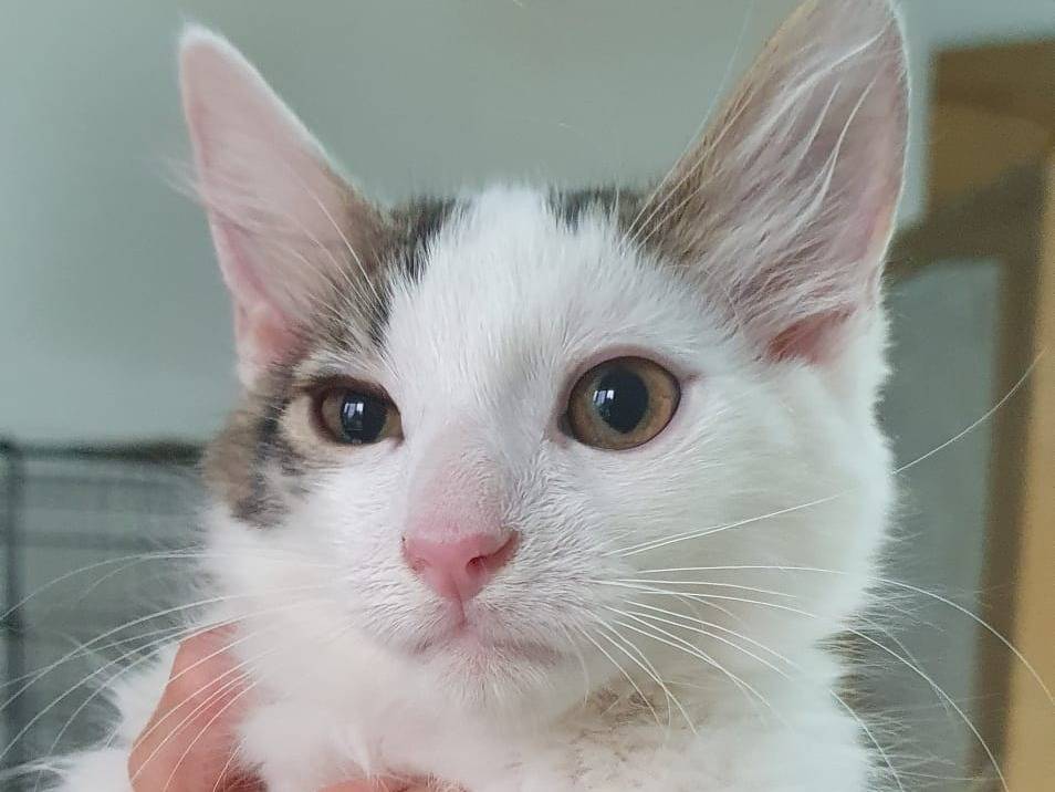 Adozione gatto, maschio, Razza sconosciuta Razza sconosciuta, 4 mesi, taglia non valida, Brescia