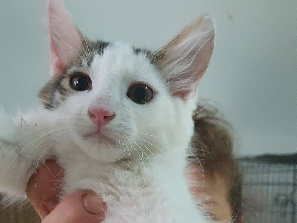 Adotta un gatto, maschio, 4 mesi, Brescia