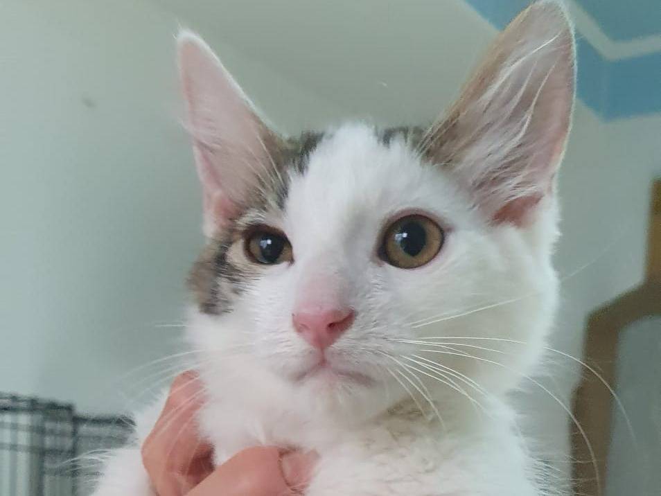 Adotta un gatto, taglia non valida, maschio, Brescia