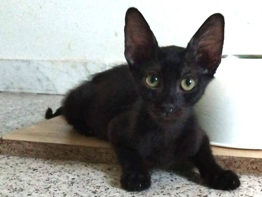 Adotta il gatto MORAMIRTILLO a Brescia