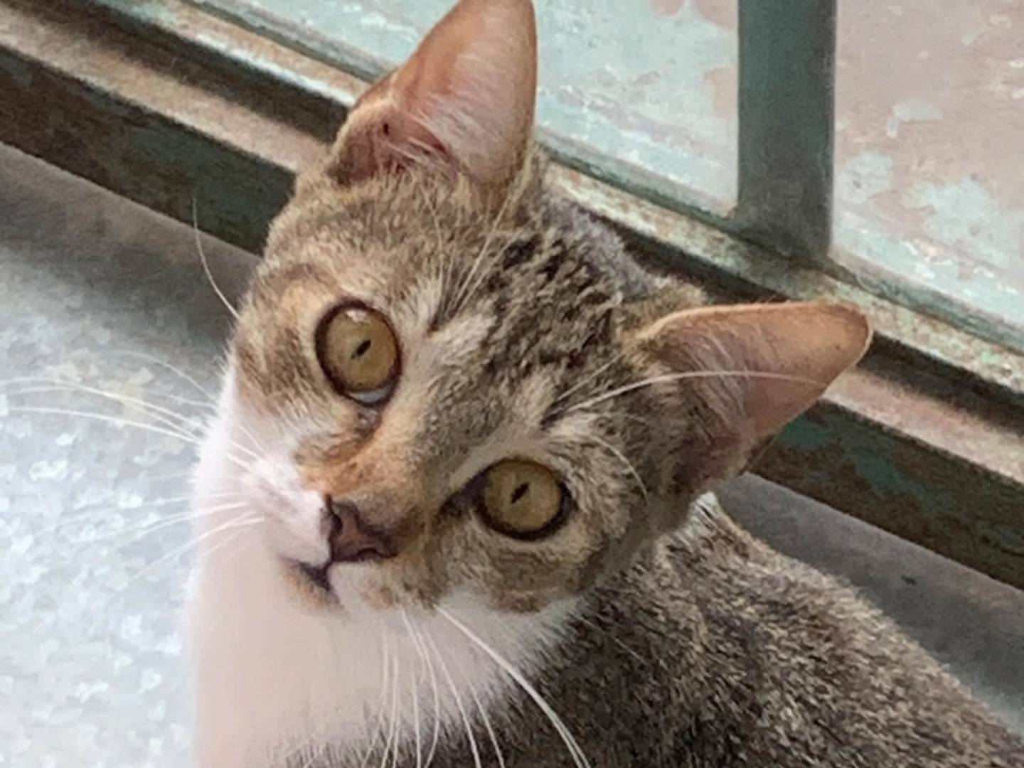 Adozione gatto, femmina, Razza sconosciuta Razza sconosciuta, 1 anno e 11 mesi, taglia non valida, Salerno
