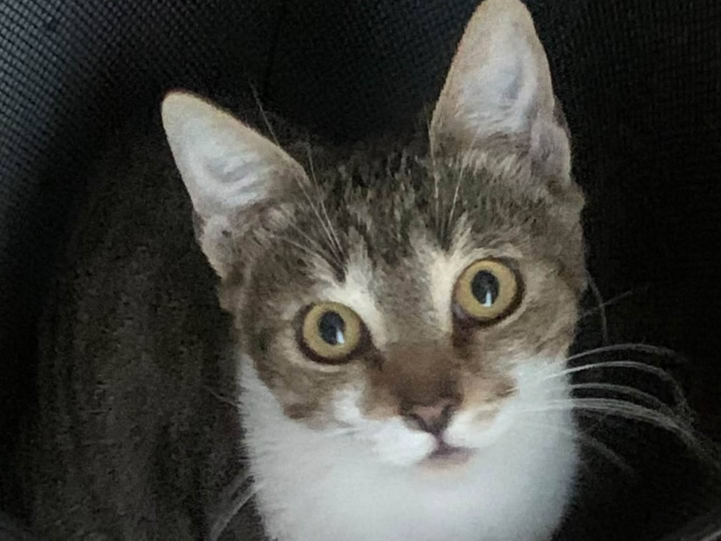 Adotta un gatto, femmina, 1 anno e 11 mesi, Salerno