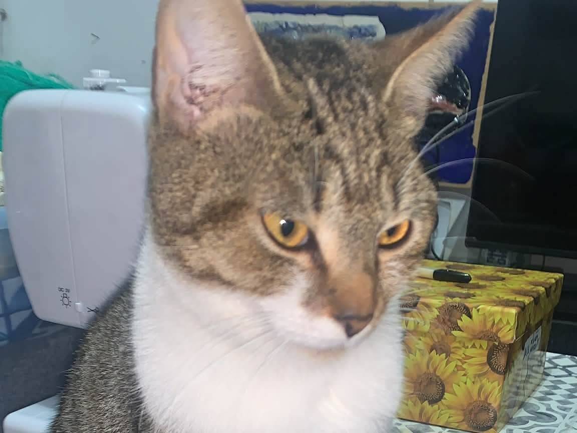 Adotta un gatto, taglia non valida, femmina, Salerno