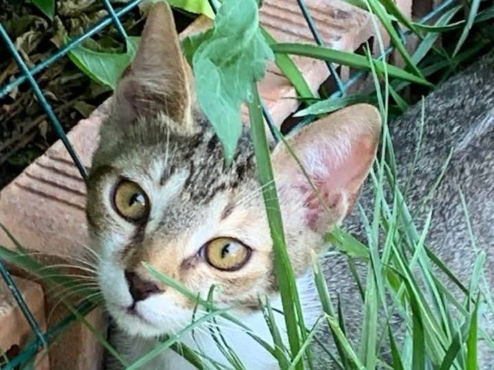 Vuoi adottare un gatto a Salerno?