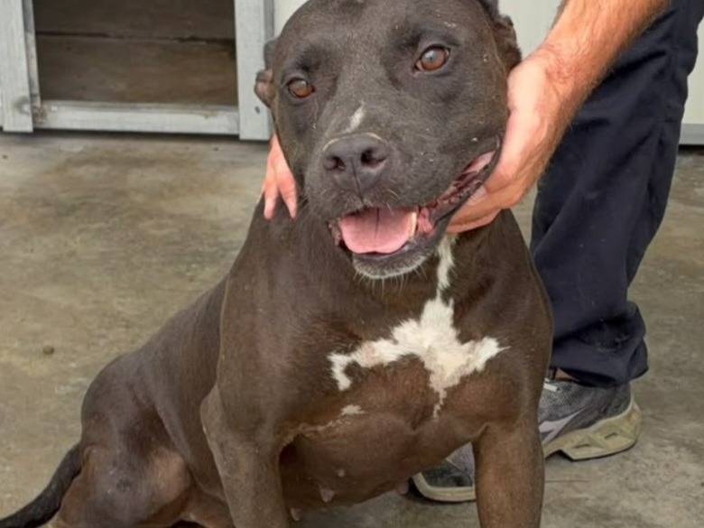 Adozione cane, femmina, Pitbull Razza sconosciuta, 2 anni e 2 mesi, taglia media, Ragusa