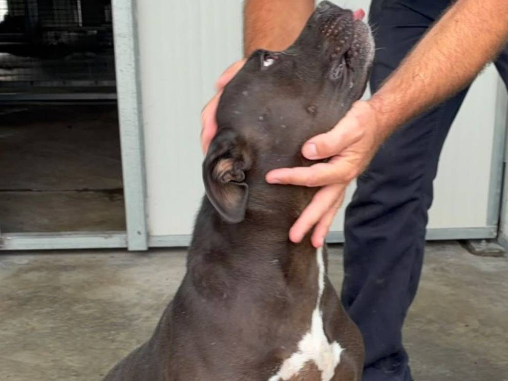 Adotta un cane, femmina, 2 anni e 2 mesi, Ragusa