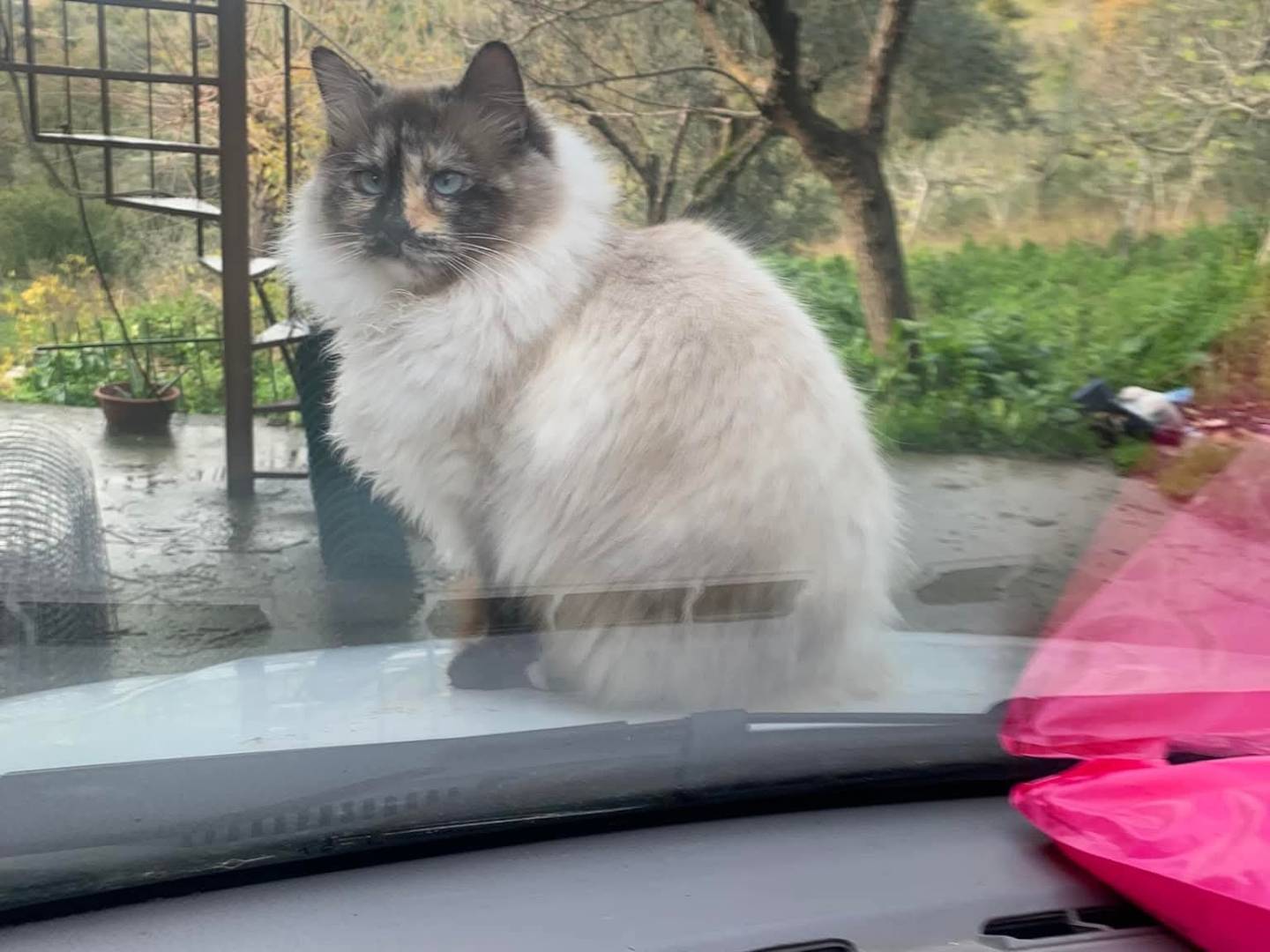 Adozione gatto, femmina, Siamese Razza sconosciuta, 3 anni, taglia non valida, Salerno