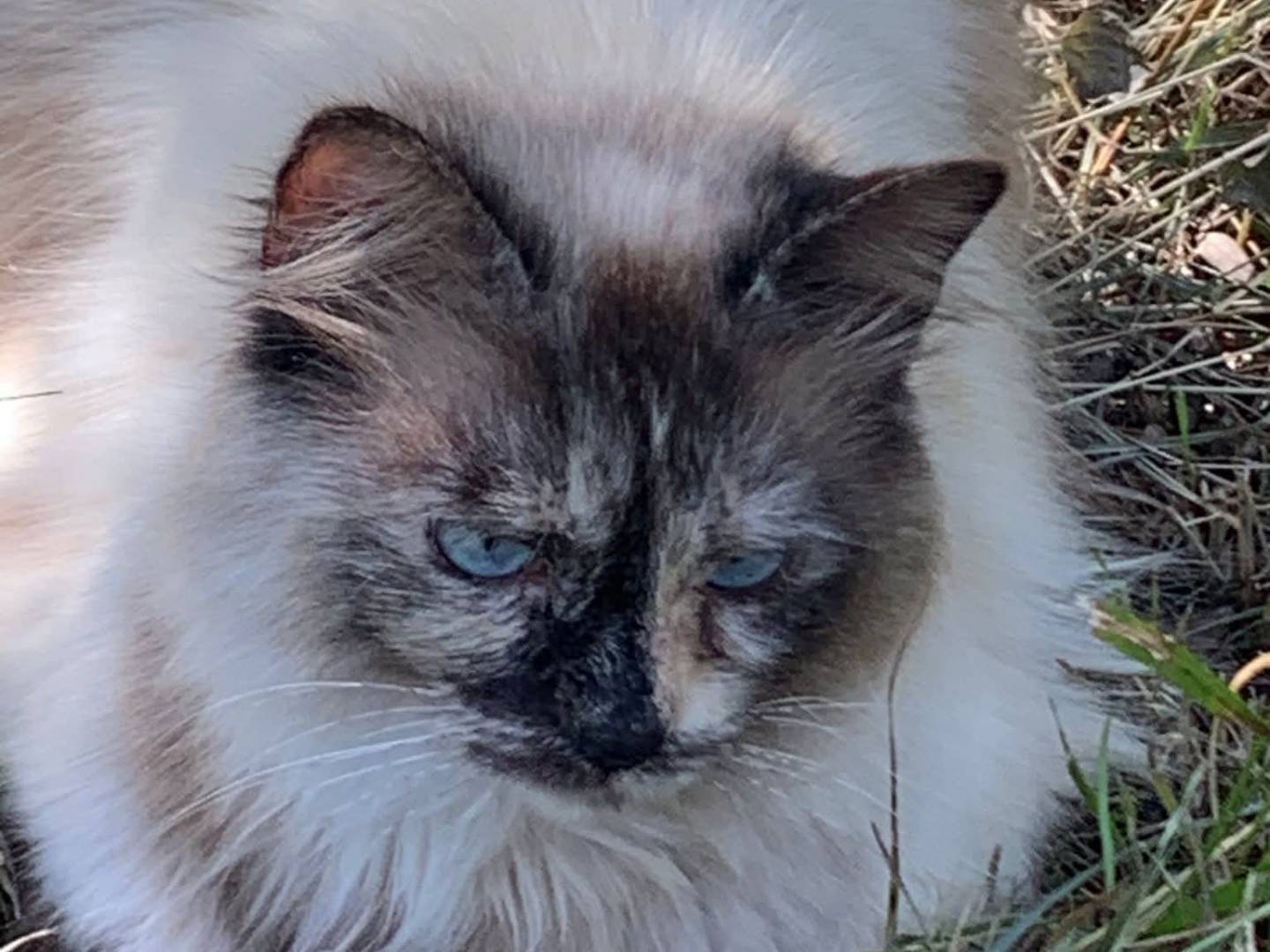 Adotta un gatto, femmina, 3 anni, Salerno