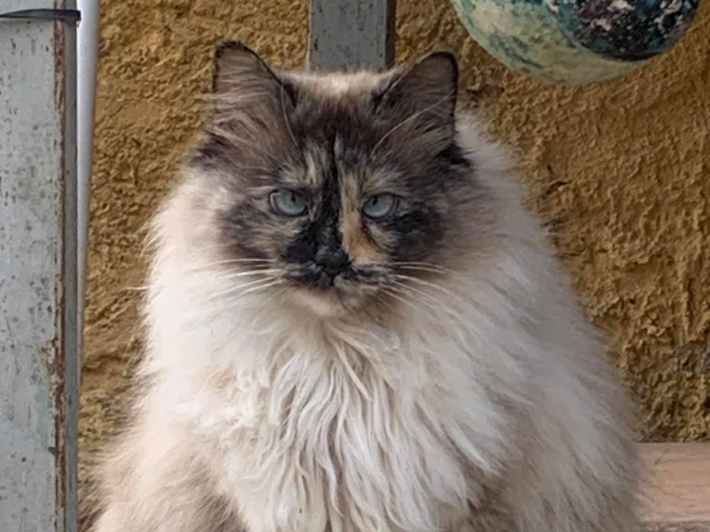 Adotta un gatto, taglia non valida, femmina, Salerno