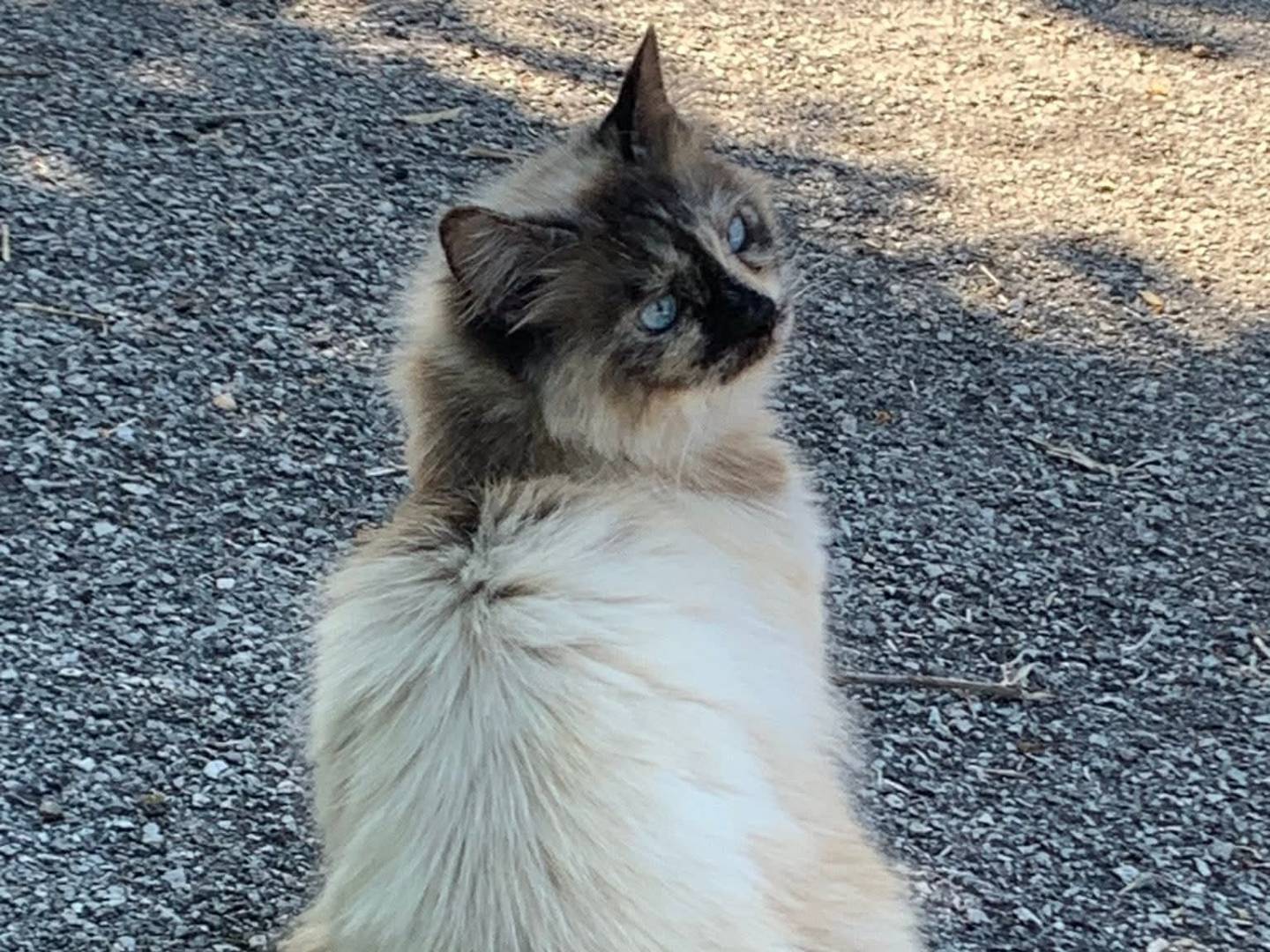 Vuoi adottare un gatto a Salerno?