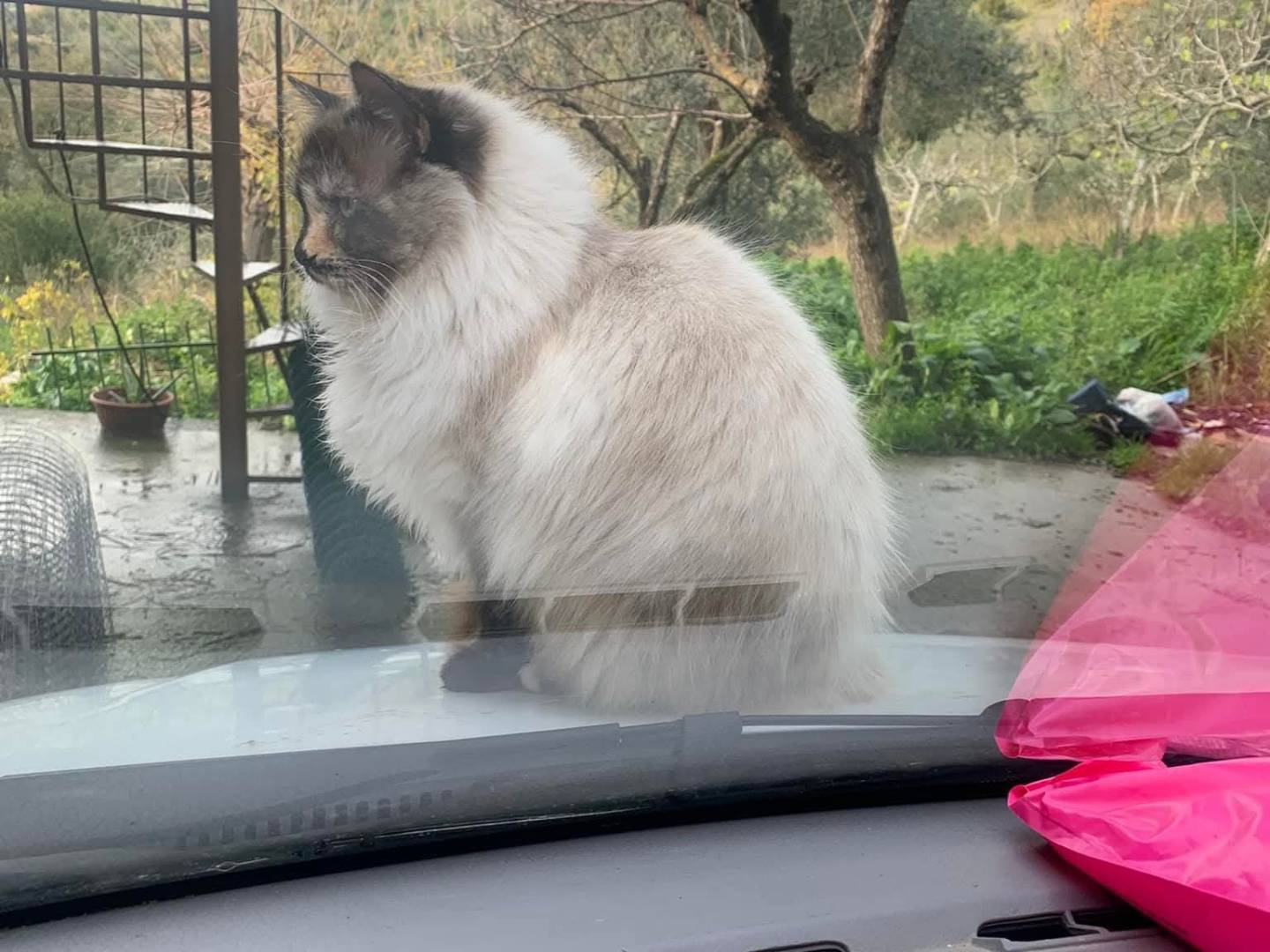 Adotta il gatto Fiocca  a Salerno
