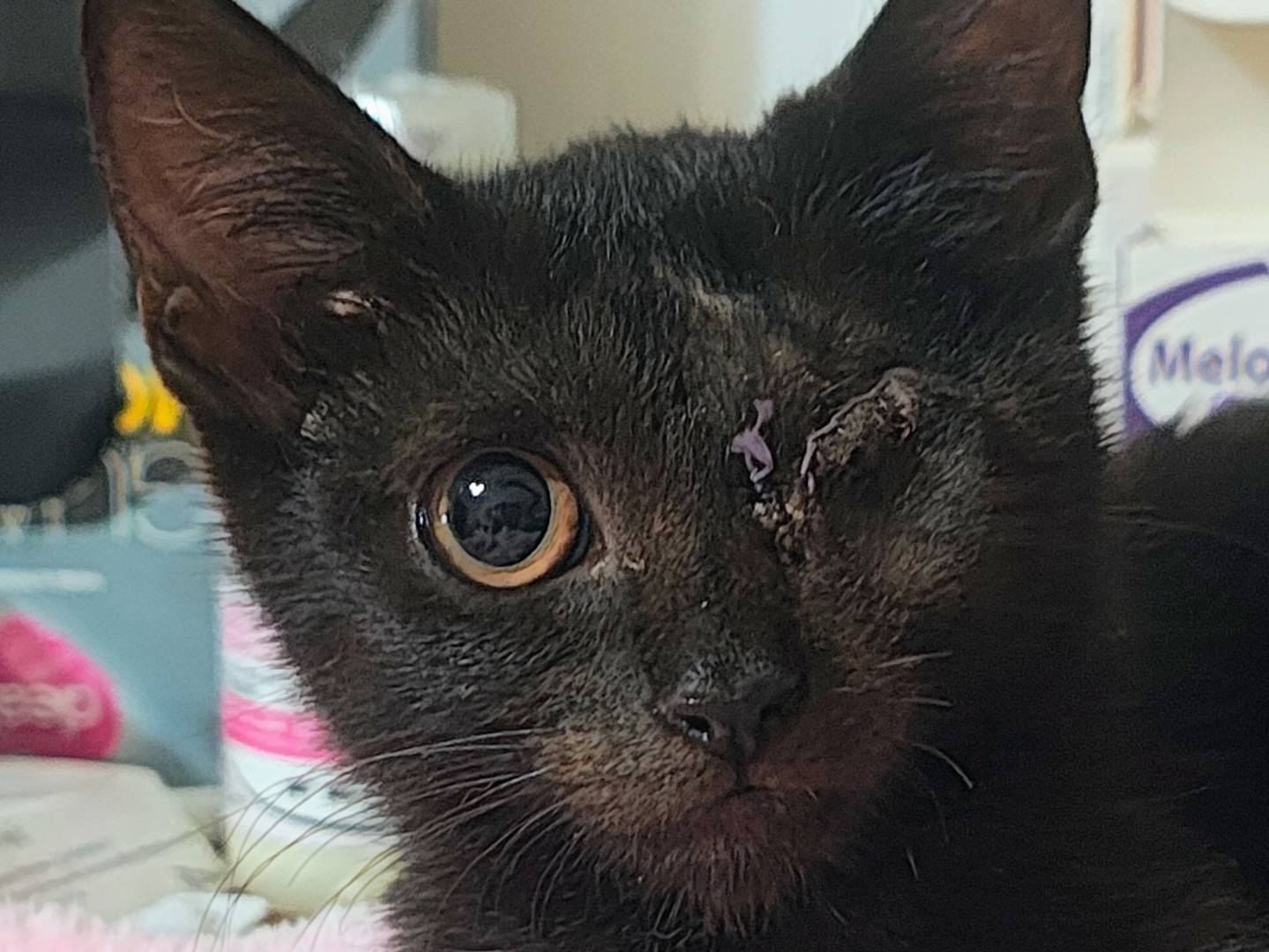 Adotta un gatto, femmina, 3 mesi, Bari