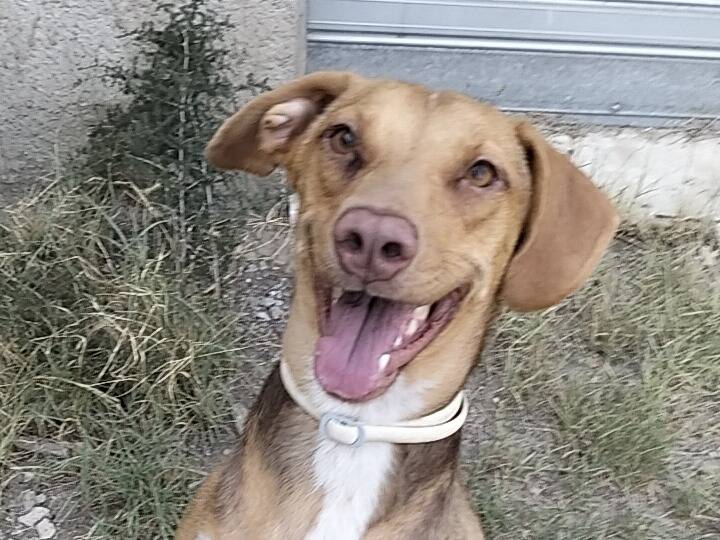 Adozione cane, femmina, Razza sconosciuta Razza sconosciuta, 1 anno e 3 mesi, taglia media, Torino