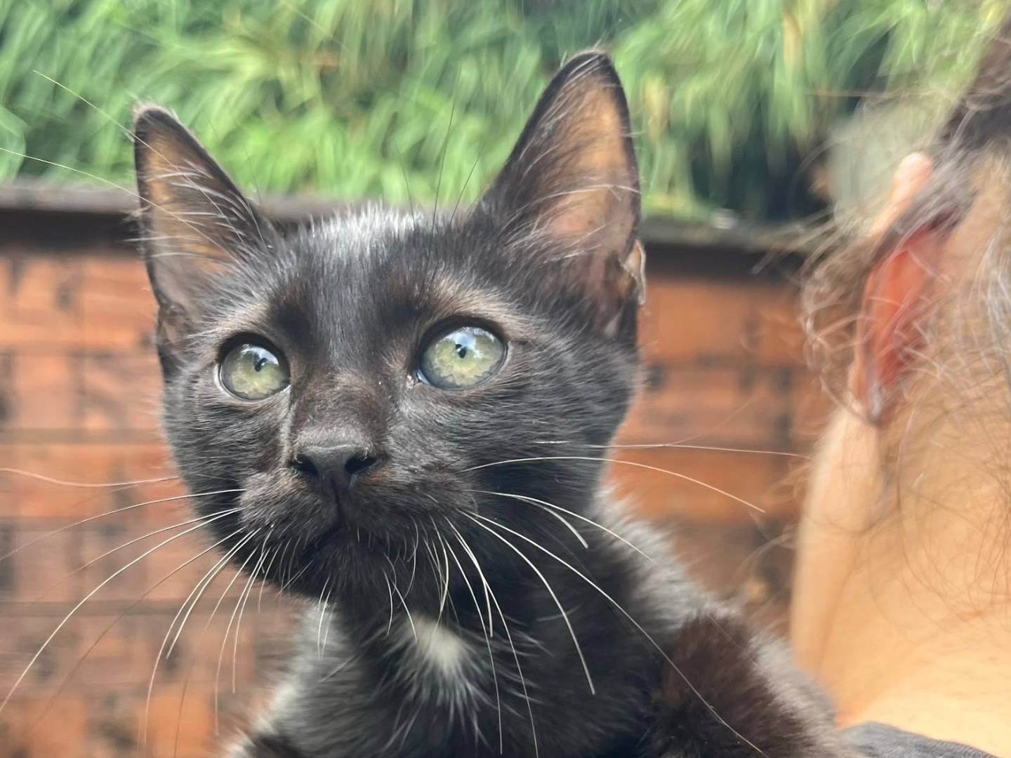 Adotta un gatto, taglia non valida, maschio, Catanzaro