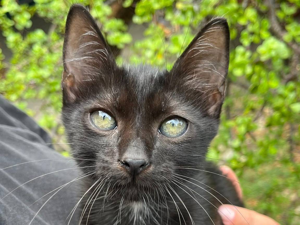 Adozione gatto, maschio, Razza sconosciuta Razza sconosciuta, 3 mesi, taglia non valida, Catanzaro