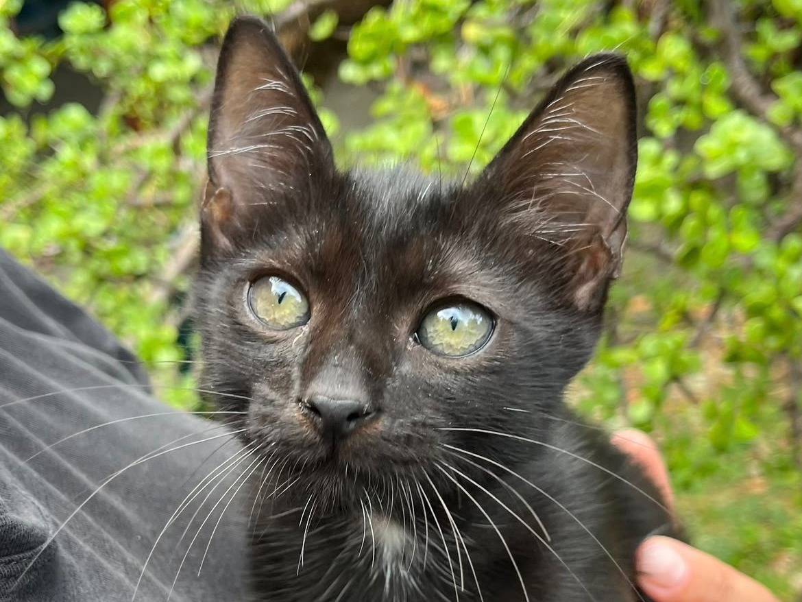 Vuoi adottare un gatto a Catanzaro?
