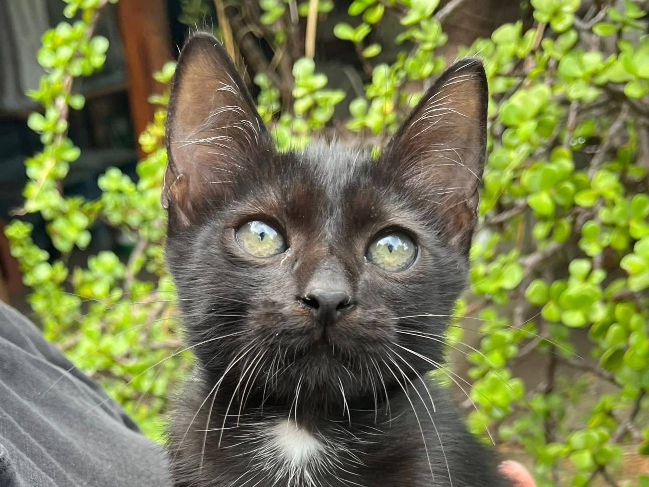 Adotta un gatto, maschio, 3 mesi, Catanzaro