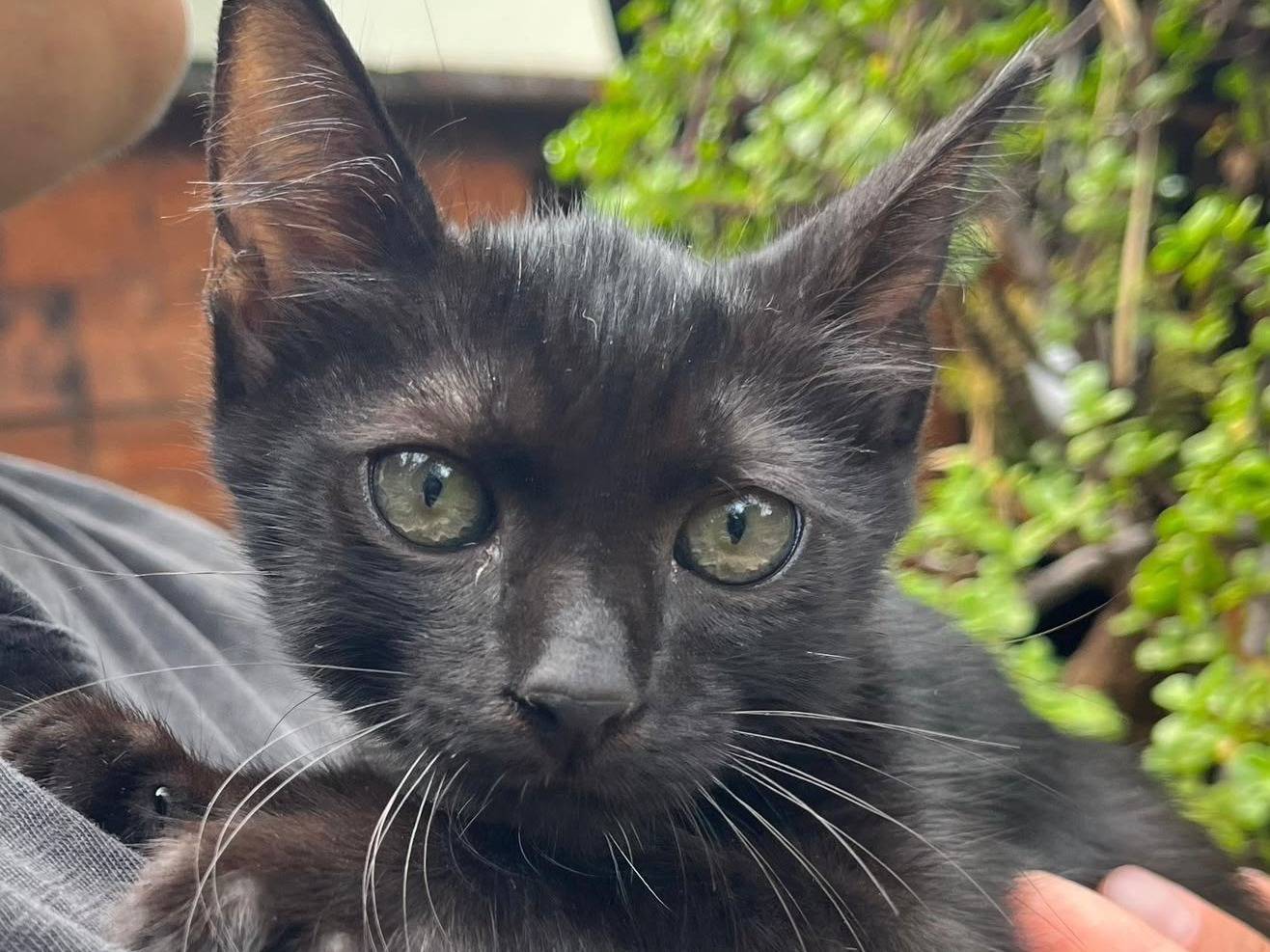 Adotta il gatto Cosmo a Catanzaro