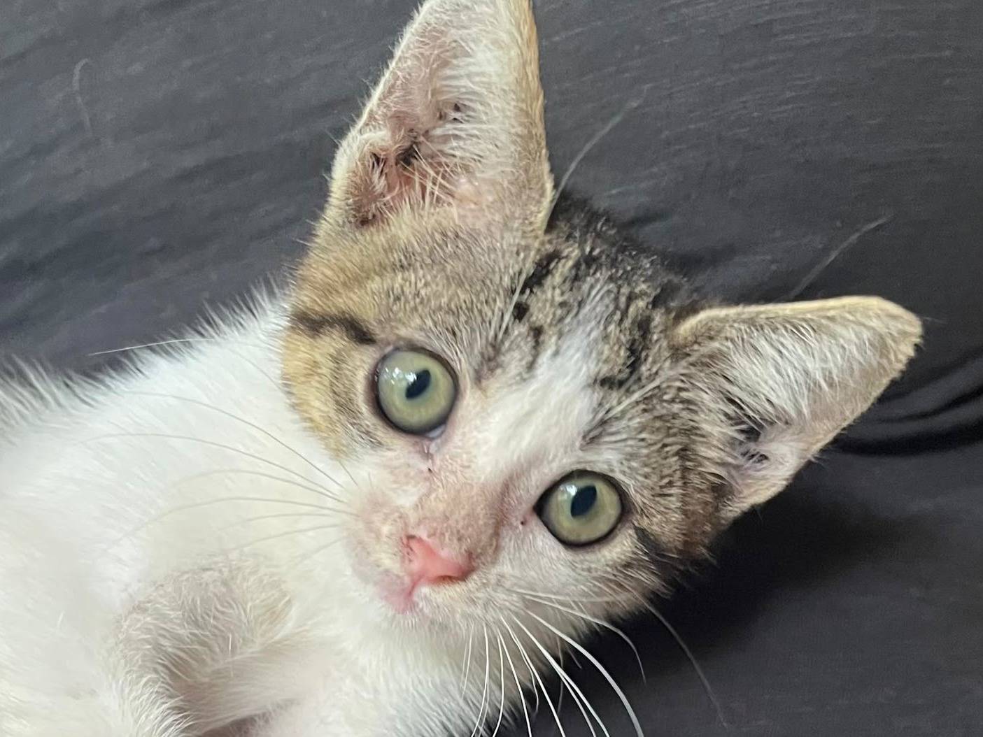 Adozione gatto, femmina, Razza sconosciuta Razza sconosciuta, 2 mesi, taglia non valida, Catanzaro