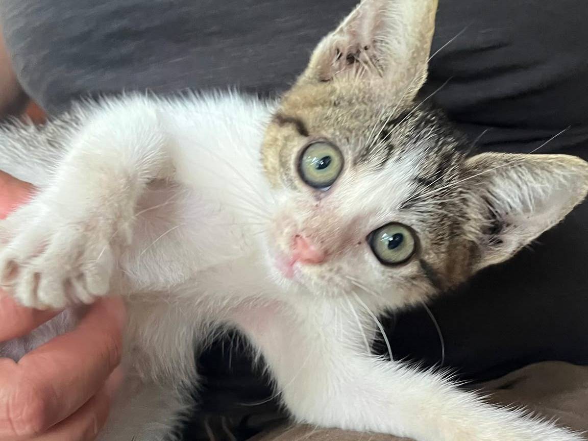 Adotta un gatto, femmina, 2 mesi, Catanzaro