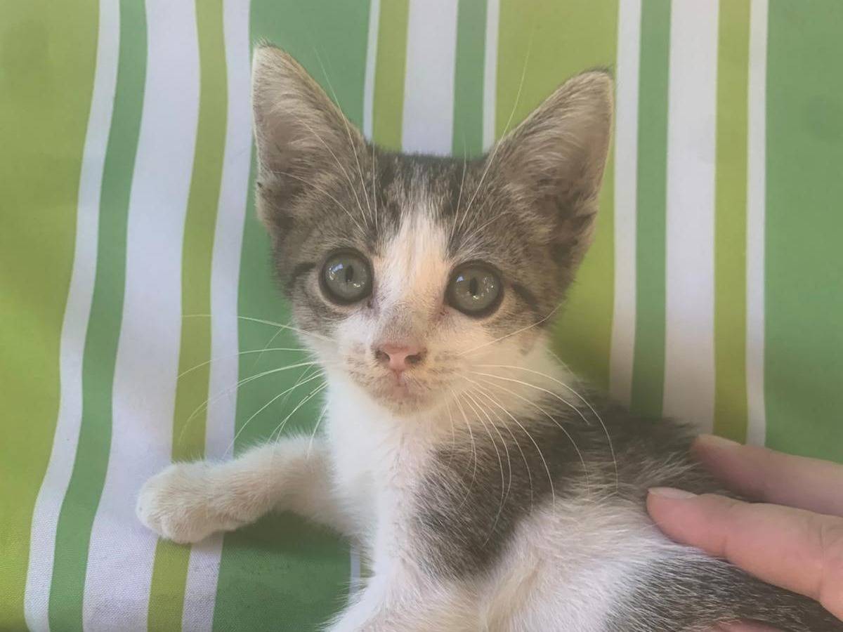 Adotta un gatto, taglia non valida, femmina, Catanzaro