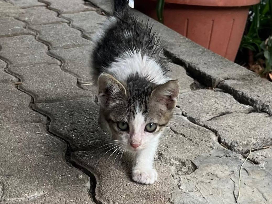 Vuoi adottare un gatto a Catanzaro?