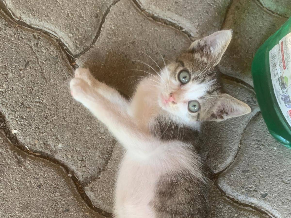 Adotta il gatto Lilli a Catanzaro