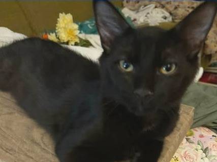 Adozione gatto, maschio, Razza sconosciuta Razza sconosciuta, 5 mesi, taglia non valida, Torino