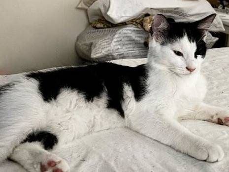 Adozione gatto, femmina, Razza sconosciuta Razza sconosciuta, 5 mesi, taglia non valida, Torino