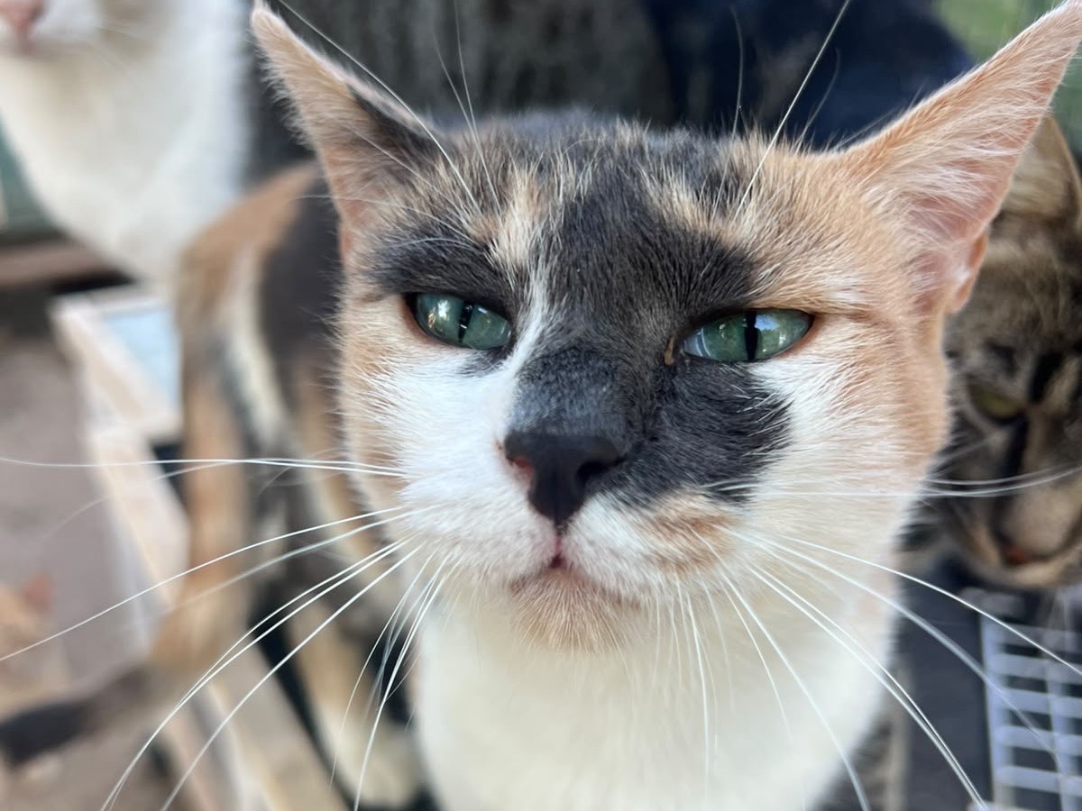 Adozione gatto, femmina, Razza sconosciuta Razza sconosciuta, 4 anni e 5 mesi, taglia non valida, Laquila