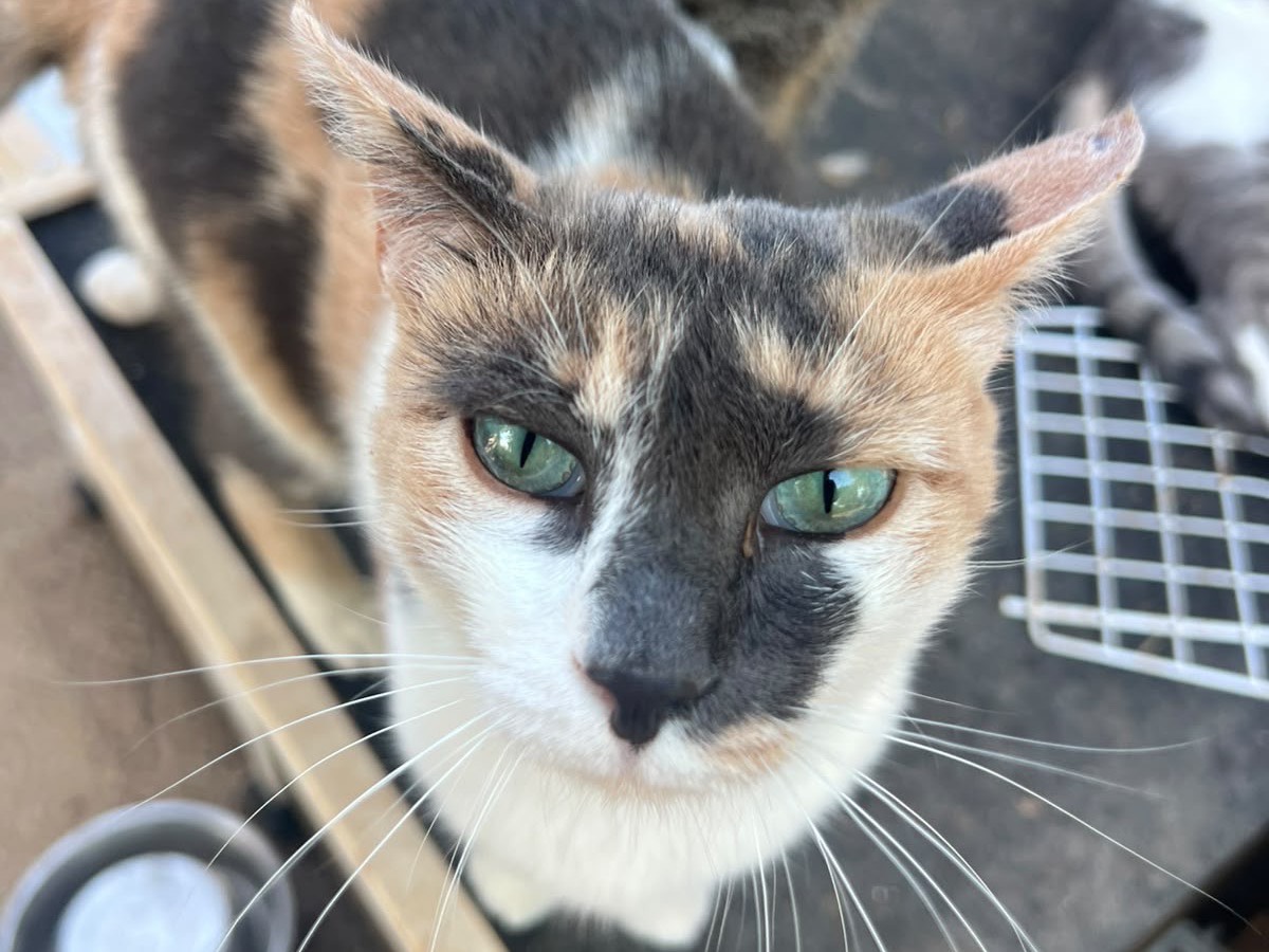 Adotta un gatto, femmina, 4 anni e 5 mesi, Laquila