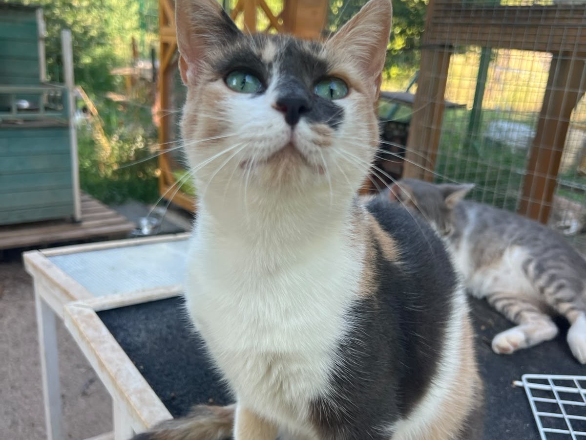 Adotta un gatto, taglia non valida, femmina, Laquila