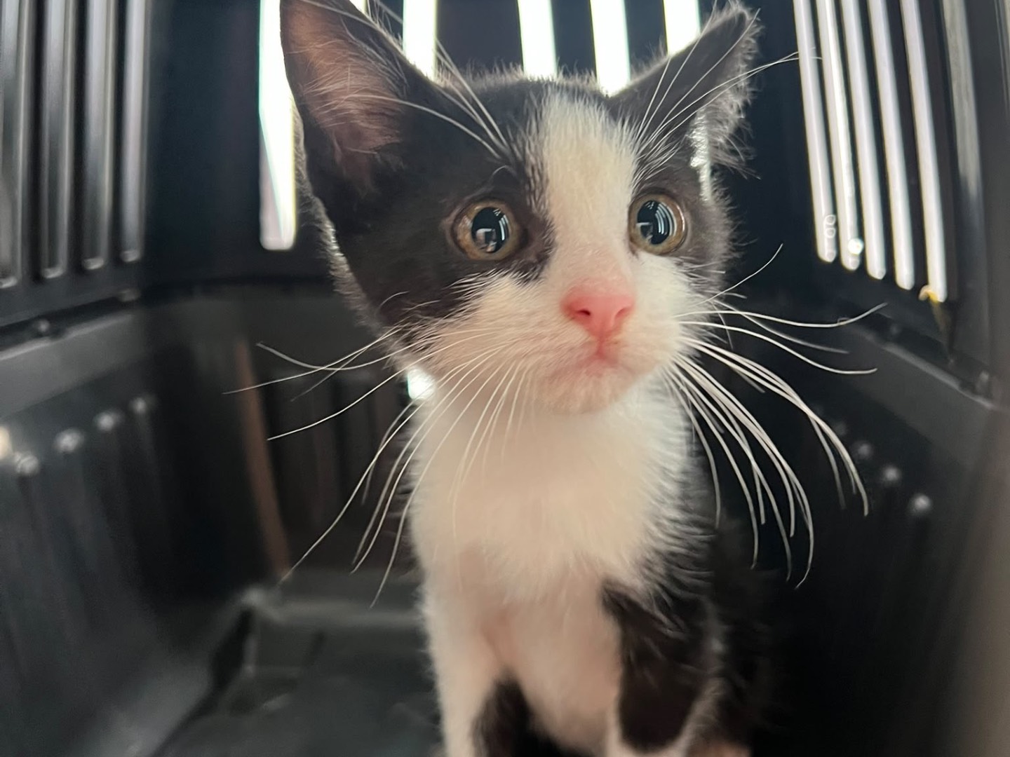 Adozione gatto, maschio, Razza sconosciuta Razza sconosciuta, 3 mesi, taglia non valida, Laquila