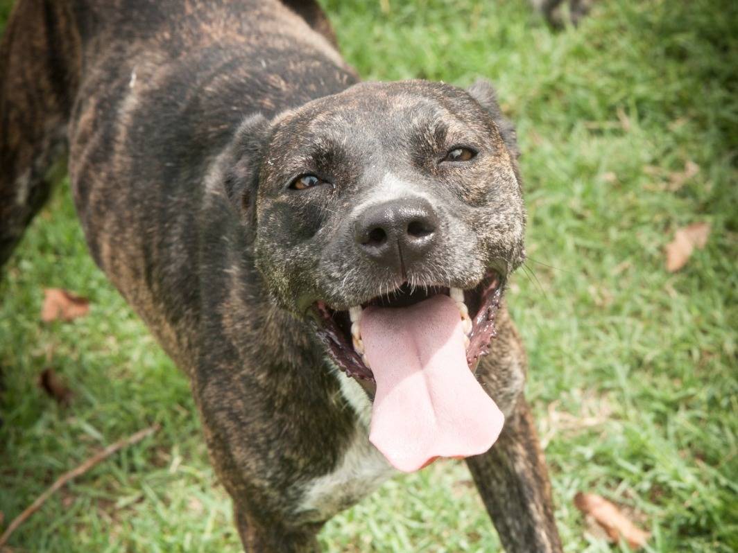 Adozione cane, femmina, Razza sconosciuta Razza sconosciuta, 3 anni e 8 mesi, taglia media, Frosinone
