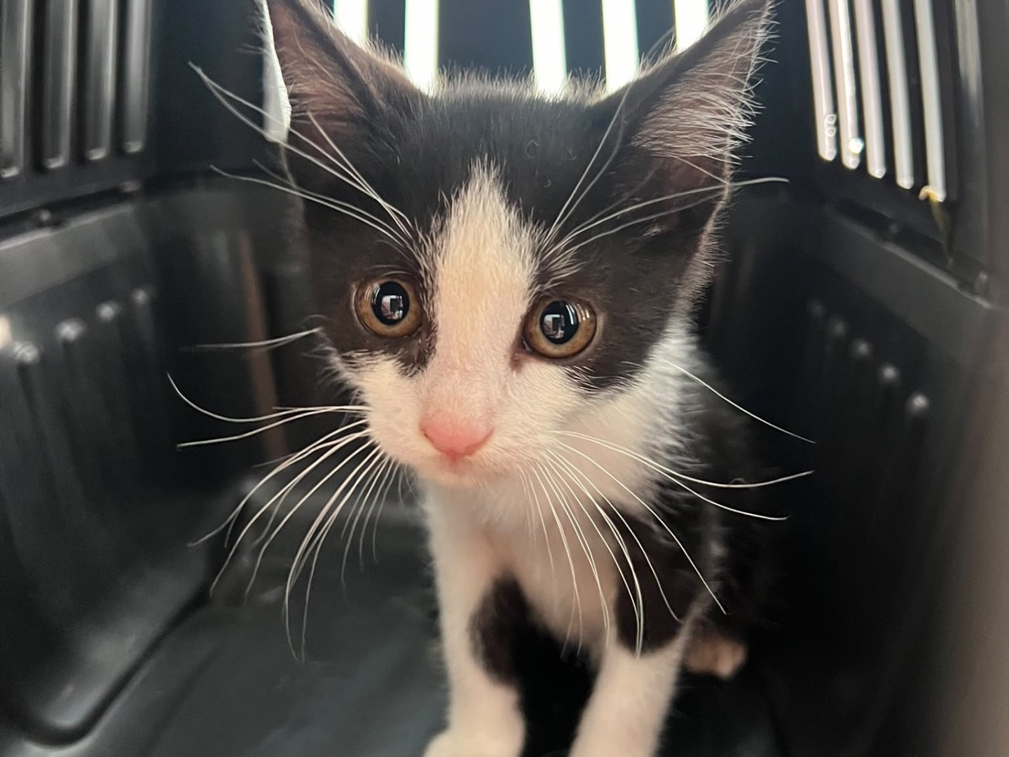 Adotta un gatto, maschio, 3 mesi, Laquila