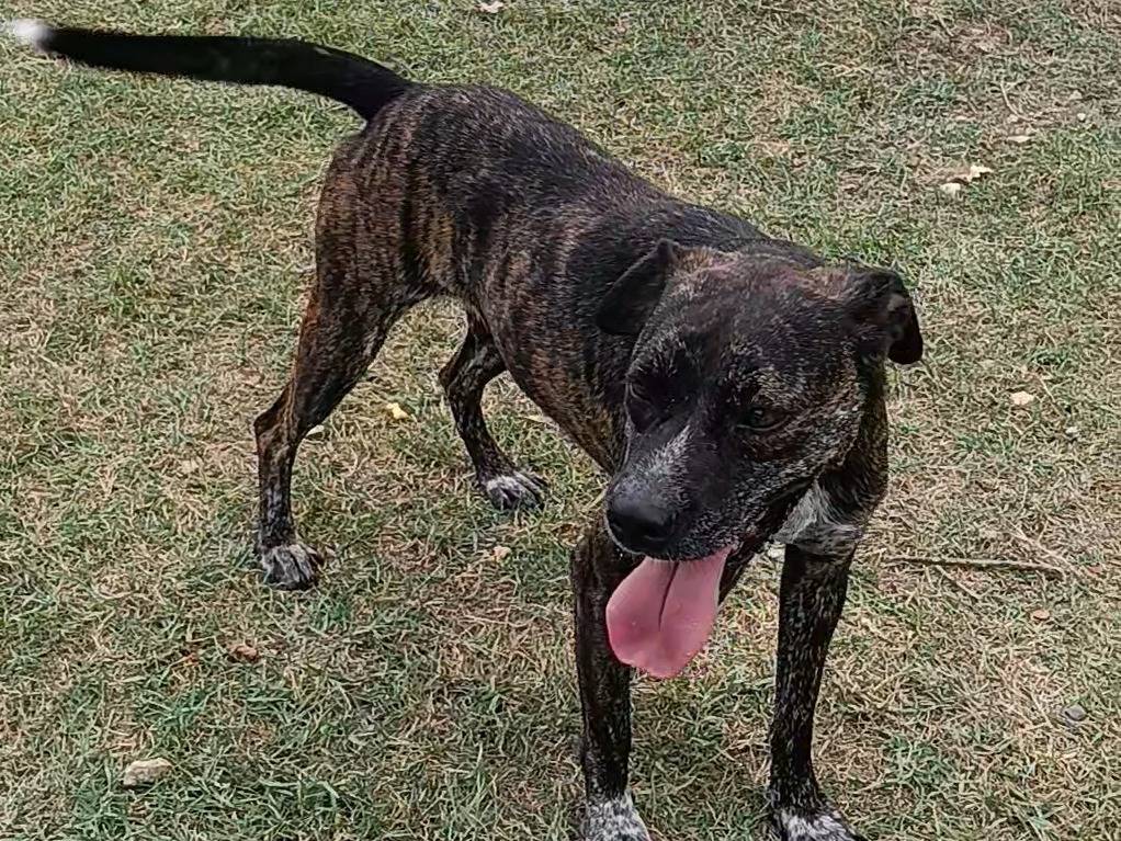 Adotta un cane, femmina, 3 anni e 8 mesi, Frosinone