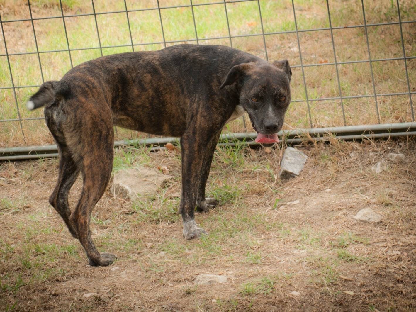 Adotta un cane, taglia media, femmina, Frosinone