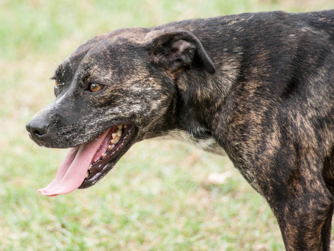Vuoi adottare un cane a Frosinone?