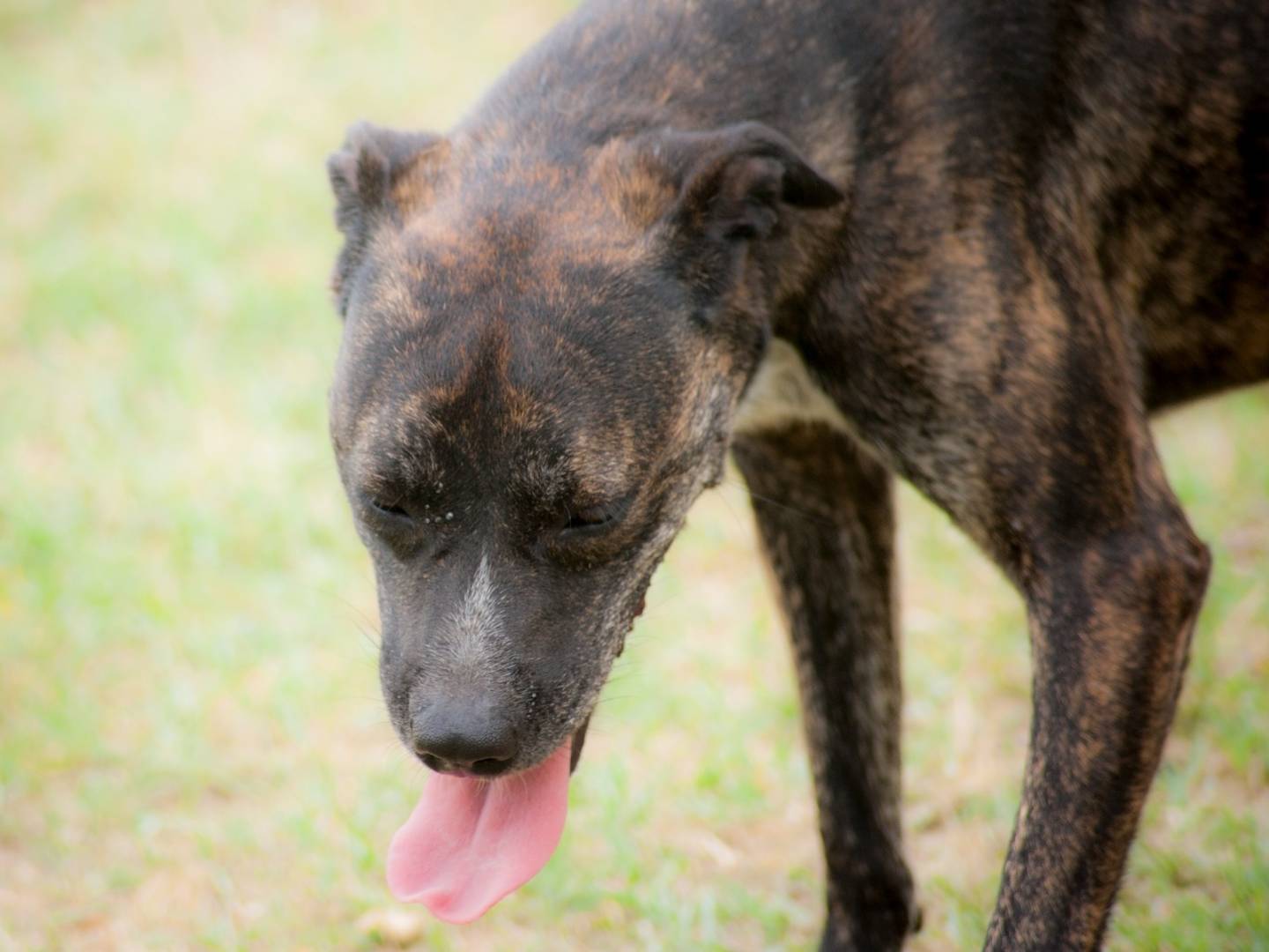 Adotta il cane ALLEGRA a Frosinone