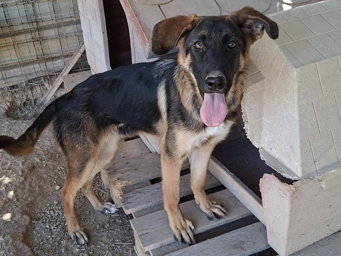Adozione cane, femmina, Pastore tedesco Razza sconosciuta, 8 mesi, taglia grande, Brescia
