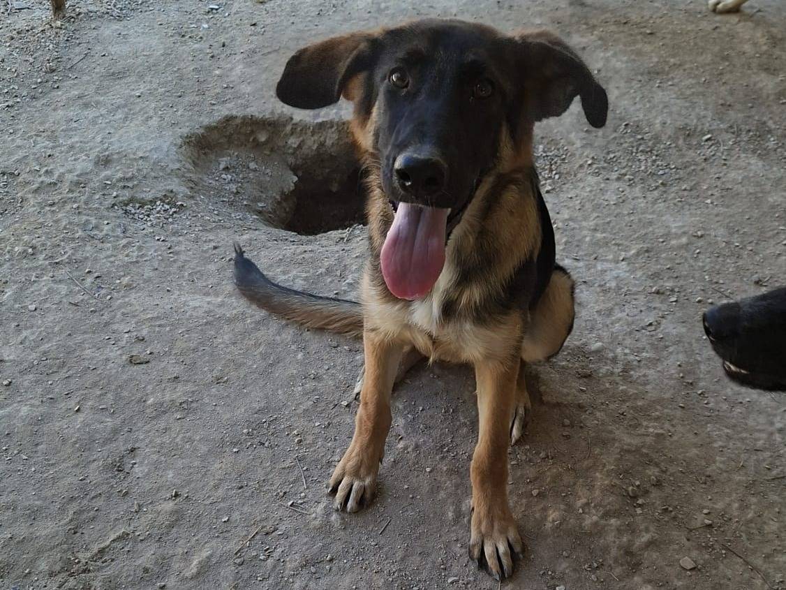 Adotta un cane, femmina, 8 mesi, Brescia