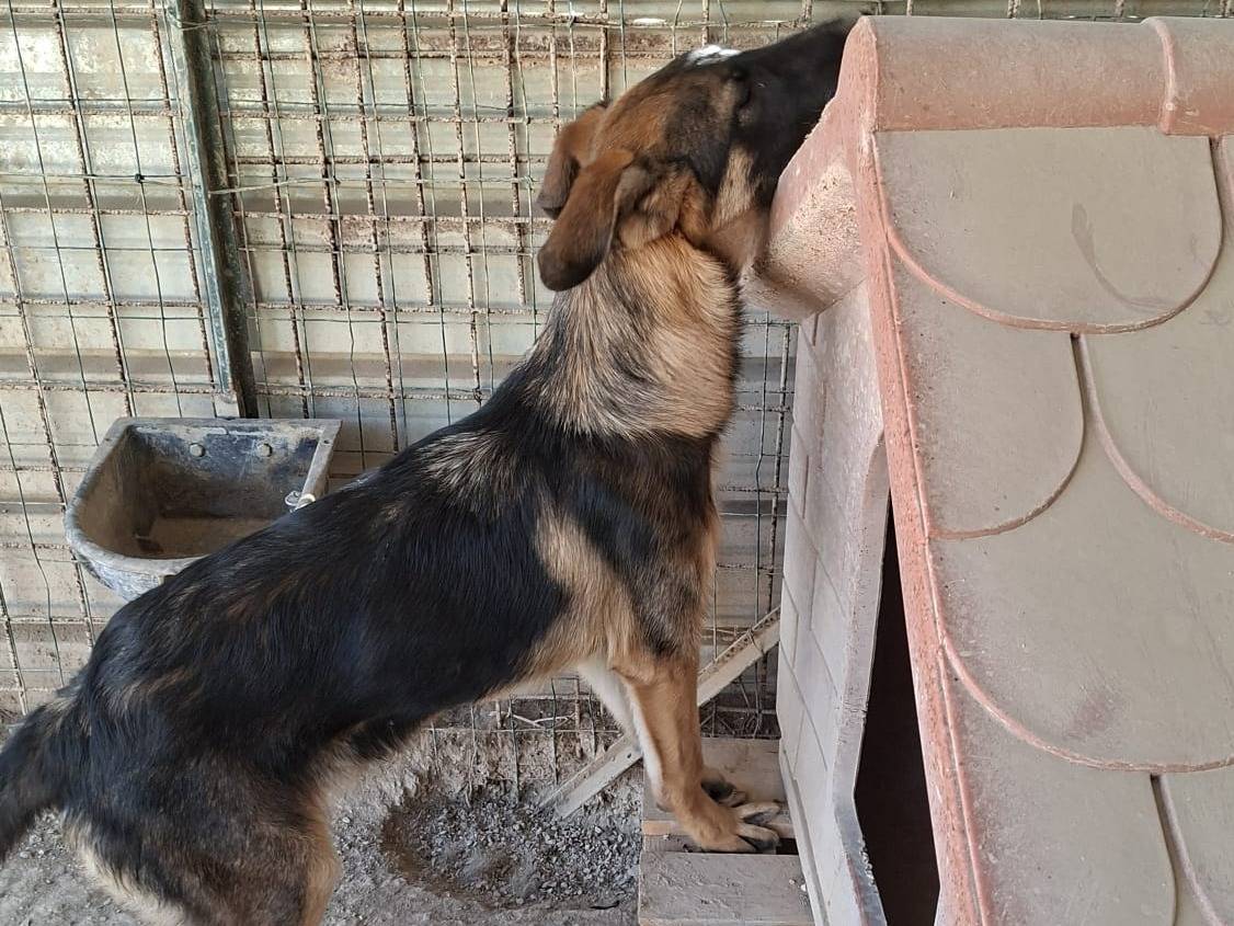 Adotta un cane, taglia grande, femmina, Brescia