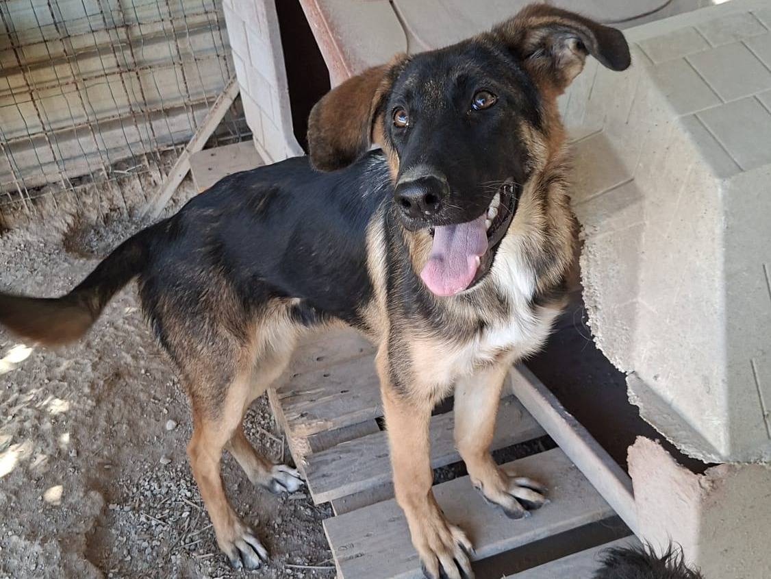 Vuoi adottare un cane a Brescia?